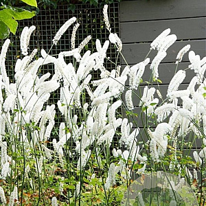 Actaea simp. 'White Pearl' GM P9