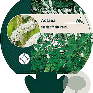 Actaea simp. 'White Pearl' GM P9