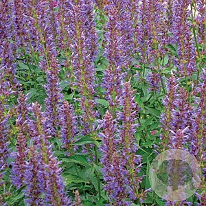 Agastache 'Purple Haze' GM P9