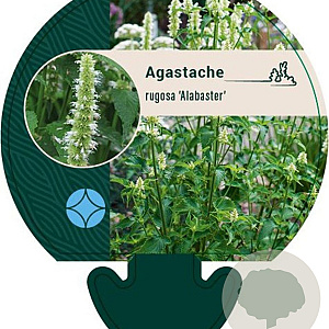 Agastache rugosa 'Alabaster' GM P9