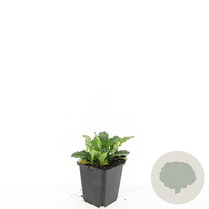 Ajuga reptans GM P9