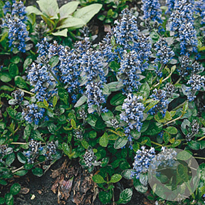 Ajuga reptans GM P9