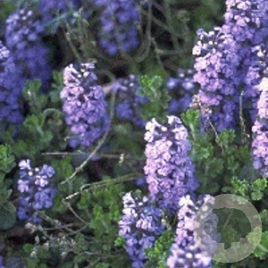 Ajuga reptans GM P9