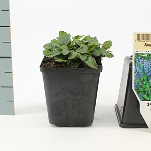 Ajuga reptans GM P9