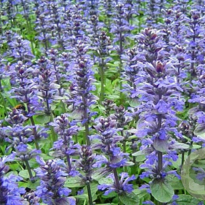Ajuga reptans GM P9