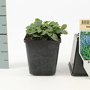 Ajuga reptans GM P9