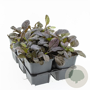 Ajuga reptans 'Atropurpurea' GM P9