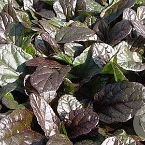 Ajuga reptans 'Atropurpurea' GM P9