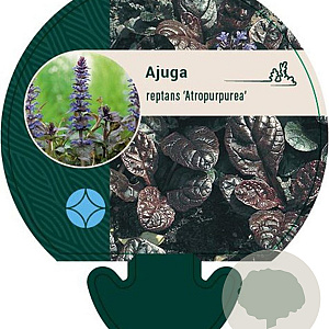 Ajuga reptans 'Atropurpurea' GM P9