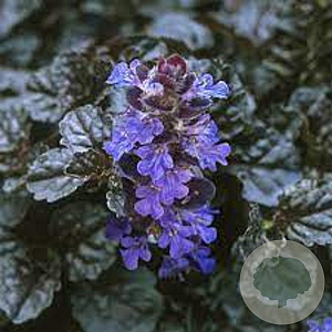 Ajuga reptans Black Scallop GM P9