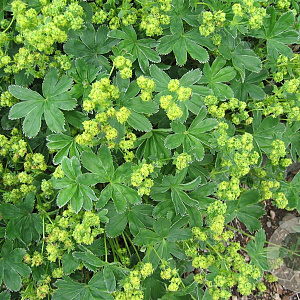 Alchemilla faeroensis pumila GM P9