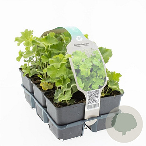Alchemilla mollis GM sixpack