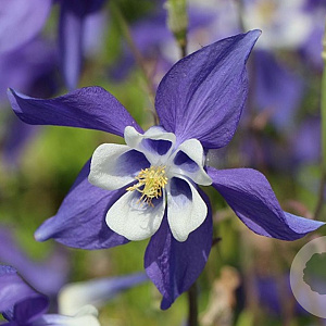 Aquilegia c. 'Himmelblau' GM P9