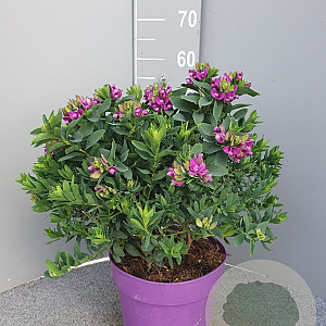 Polygala myrtifolia GM C6L