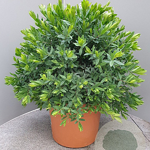 Polygala myrtifolia GM c20