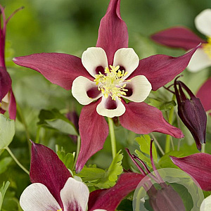 Aquilegia 'Crimson Star' GM P9