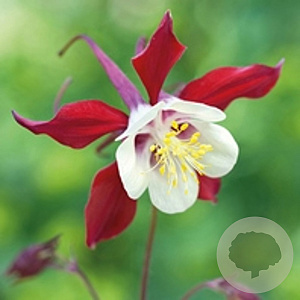 Aquilegia 'Crimson Star' GM P9