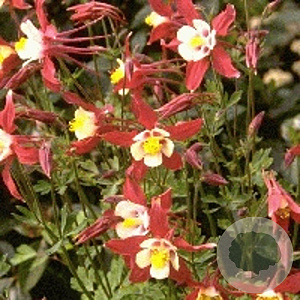 Aquilegia 'Crimson Star' GM P9