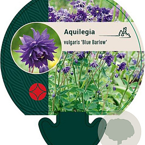 Aquilegia v. 'Blue Barlow' GM P9