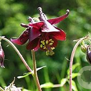 Aquilegia v. 'Grandmother's Garden' GM P9