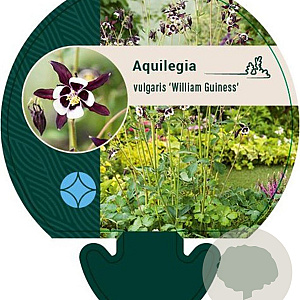Aquilegia v. 'William Guiness' GM P9