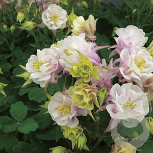 Aquilegia v. 'Winky Dbl Rose-White' GM P9