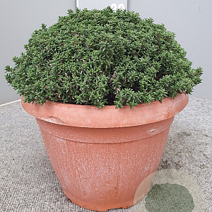 Thymus citriodorus GM C5