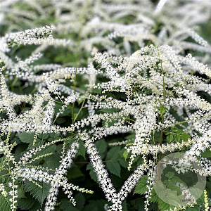 Aruncus 'Misty Lace' GM P9