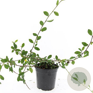 Cotoneaster dam. 'Schoon' GM C1.3