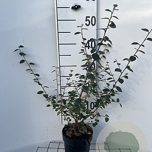 Cotoneaster franchetii GM C1.3