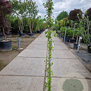 Hedera hibernica 180 cm 2,0L met stok