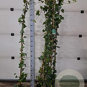 Hedera hibernica 180 cm 2,0L met stok