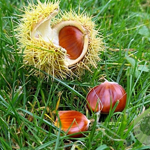 Castanea sat. 'Précoce de Migoule' 12-14 HO draadkluit geveerd 3 X verplant