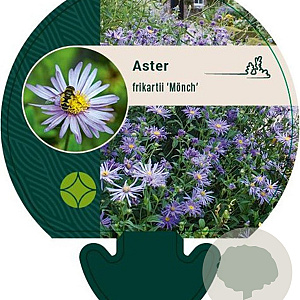 Aster frikartii 'Mönch' GM P9