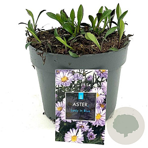 Aster (D) 'Lady in Blue' GM 2,0L