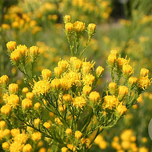 Aster linosyris GM P9