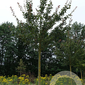 Acer campestre 'Red Shine' 14-16 HO draadkluit