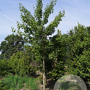 Acer cappadocicum 'Rubrum' 12-14 HO draadkluit