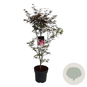 Acer pal. 'Bloodgood' 100-125 cm 14L