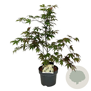 Acer pal. 'Osakazuki' 50-60 cm 4,5L