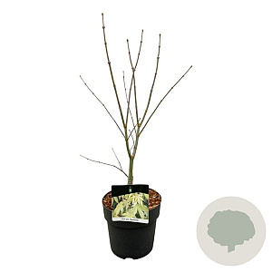 Acer pal. 'Osakazuki' 50-60 cm 4,5L