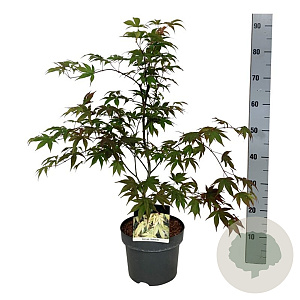 Acer pal. 'Osakazuki' 50-60 cm 4,5L