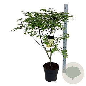 Acer pal. 'Osakazuki' 100-125 cm 14L