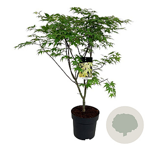 Acer pal. 'Osakazuki' 100-125 cm 14L