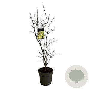 Acer pal. 'Osakazuki' 100-125 cm 14L