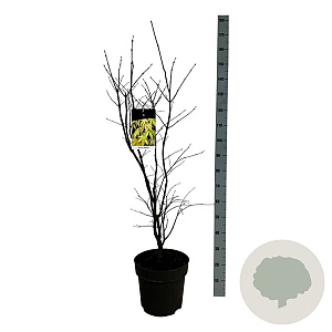 Acer pal. 'Osakazuki' 100-125 cm 14L