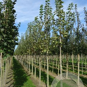 Acer plat. 'Drummondii' 6-8 HO draadkluit