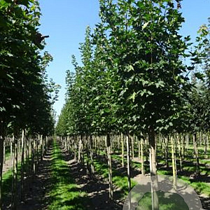 Acer plat. 'Emerald Queen' 25-30 HO draadkluit 250 cm stam
