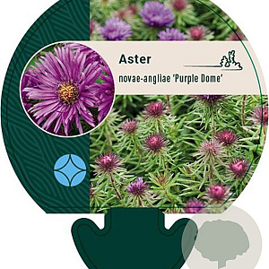 Aster n.-a. 'Purple Dome' GM P9