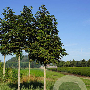 Aesculus hip. 'Baumannii' 25-30 HO draadkluit